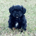 Aussiedoodle �t��ata na prodej.