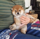 Prod�m o�kovan� a od�erven� �t��ata mini mini shiba inu
