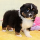 Prod�m o�kovan� mini �t��ata australsk�ho ov��ka