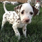 Prod�m kr�sn� a zdrav� o�kovan� �t��ata dalmatin�