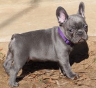 Prod�m ZDRAV� a O�KOVAN� �t��ata francouzsk�ho buldo�ka.