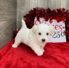 Prod�m roztomil� a zdrav� �t��ata havanese.