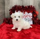 Prod�m roztomil� a zdrav� �t��ata havanese.