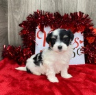 Prod�m roztomil� a zdrav� mini hra�ka �t��ata havanese.