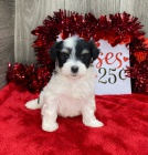 Prod�m roztomil� a zdrav� mini hra�ka �t��ata havanese.