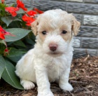 Prod�m o�kovan� a od�erven� mini �t��ata bi�onka poo