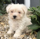 Prod�m malt�zsk� �t��ata.