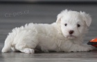 Prod�m zdrav� b�l� �t��ata Havanese.