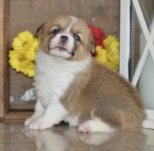 Prod�m mini mini �t��ata Welsh Corgi Pembroke.