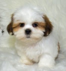 Prod�m �t��ata mini hra�ek SHIH TZU
