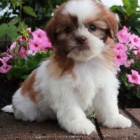 Prod�m o�kovan�, od�erven�, zdrav� a doma vycvi�en� mini �t���tka SHIH TZU