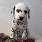 Prod�m kr�sn� a zdrav� o�kovan� �t��ata dalmatin�