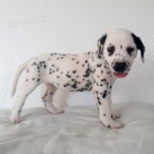 Prod�m �t��ata dalmatin�