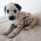 Prod�m �t��ata dalmatin�