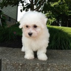 Prod�m �t��ata bi�onka.