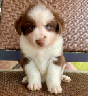 Prod�m �t��ata australsk�ho ov��ka