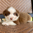 Prod�m �t��ata australsk�ho ov��ka