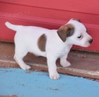 z�skejte na prodej ��asn� a zdrav� �t��ata jack russella.