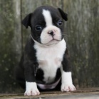 Prod�m �t��ata bostonsk�ho teri�ra