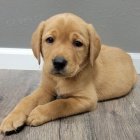 Prod�m zdrav� a kr�sn� �t��ata labradorsk�ho retr�vra a pejska.