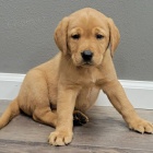 Prod�m zdrav� a kr�sn� �t��ata labradorsk�ho retr�vra a pejska.