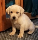 Prod�m �t��ata labradorsk�ho retr�vra.