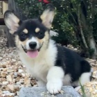 Prod�m zdrav� �t��ata americk�ho Corgi.