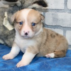 Prod�m zdrav�, o�kovan� a od�erven� �t��ata americk�ho Corgi. 