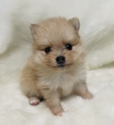 miniaturn� �t��ata pomeranian� na prodej.