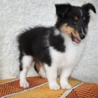 Prod�m �t��ata �heltie