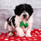 Kr�sn� �t��ata bichonpoo k dispozici a p�ipravena k prodeji. Pouze pro v�n� osoby.