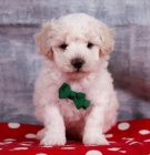 �t��ata bichonpoo na prodej.