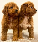 Cavapoo �t��ata