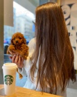 Cavapoo �t��ata