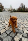 Cavapoo �t��ata
