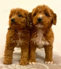 Cavapoo �t��ata