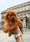 Cavapoo �t��ata