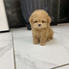 V�no�n� mini hra�ka �t��ata pudla jako d�rek.