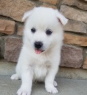 Prod�m �t��ata Pomskies (k��enec sibi�sk� husky a pomeranian)