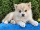 Prod�m mini o�kovan� �t��ata Pomskies