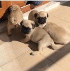 Mops �t���tka k adopci zdarma.