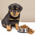 P�kn� rotvajlersk� �t���tka k adopci zdarma.