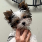 �t��ata Yorkshire teri�ra k adopci zdarma.