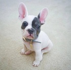 Chytr� �t���tka francouzsk�ho buldo�ka k adopci zdarma.