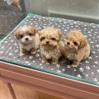 Pudl� �t���tka k adopci zdarma.