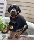 Doberman �t��ata pro bezplatnou adopci.