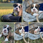 Sladk� �t���tka anglick�ho buldoka k adopci zdarma.