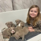 �t��ata americk�ho pitbull teri�ra k adopci zdarma.