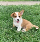 Pembroke Welsh Corgi �t���tka k adopci zdarma.