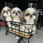 Zdrav� �t���tka Shih Tzu k adopci zdarma.